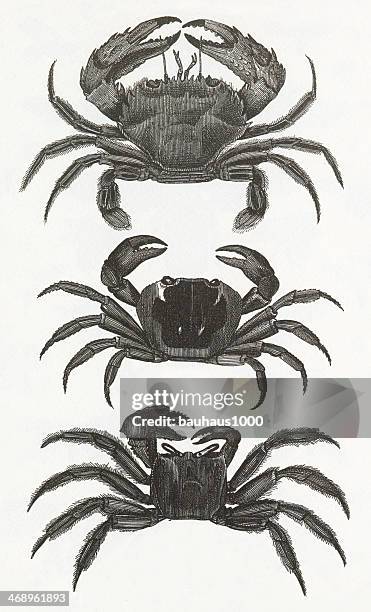crabs engraving - blue crab stock illustrations