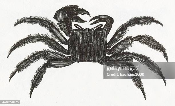 stockillustraties, clipart, cartoons en iconen met crab engraving - blauwe zwemkrab