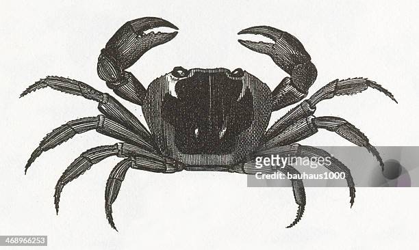 stockillustraties, clipart, cartoons en iconen met crab engraving - blauwe zwemkrab