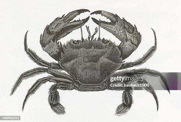 stockillustraties, clipart, cartoons en iconen met crab engraving - blauwe zwemkrab