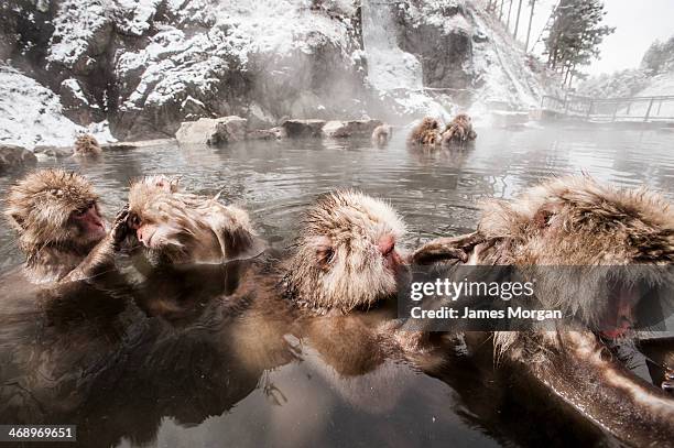 snow monkeys in hot pools at jigokudani - snow monkeys stock-fotos und bilder