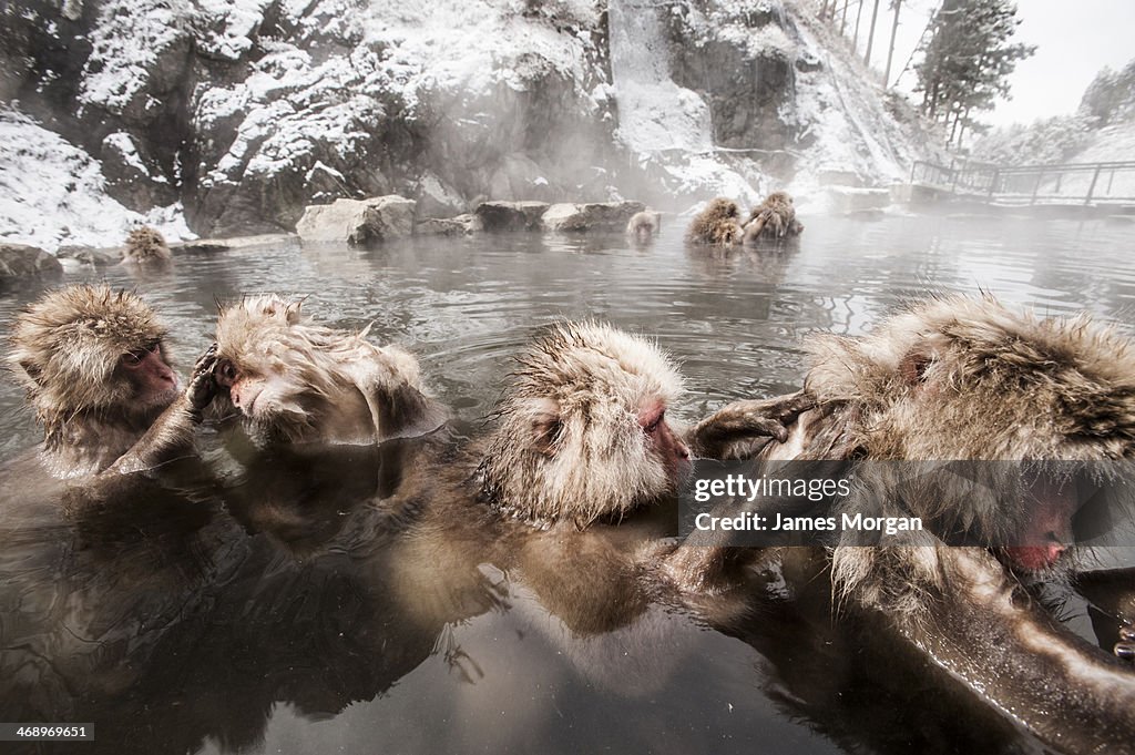 Snow monkeys in hot pools at Jigokudani