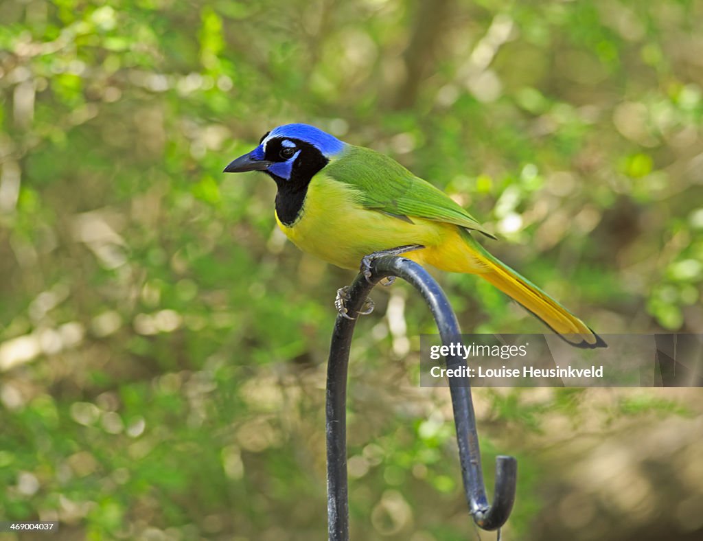 Green Jay, Cyanocorax luxosus