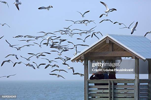 seaguls fishing next to a birdwatching hide - south padre island stock pictures, royalty-free photos & images