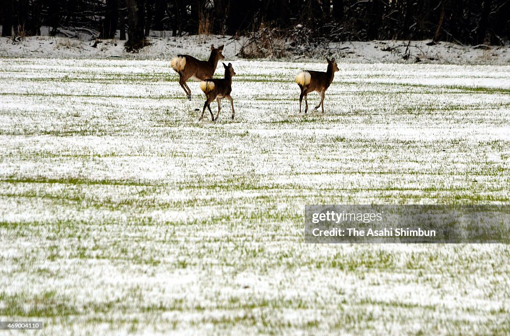 Cold-Air System Covering Japan Causes Snowfall