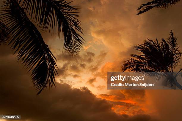 palm leaves before deep sunset - dramatic low angle sky stock pictures, royalty-free photos & images