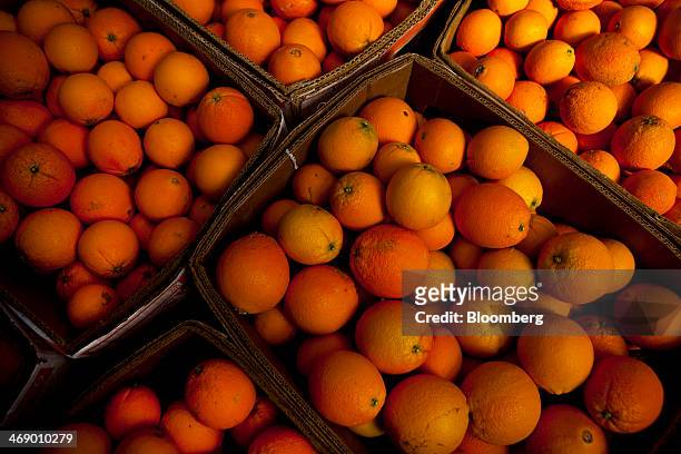 Cara Cara oranges sit in crates during a citrus harvest at the Rancho Del Sol Organics farm in San Diego County, California, U.S., on Monday, Feb....