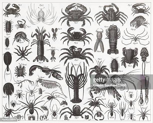 krabben, garnelen und spinnen gravur - pfeilschwanzkrebs stock-grafiken, -clipart, -cartoons und -symbole
