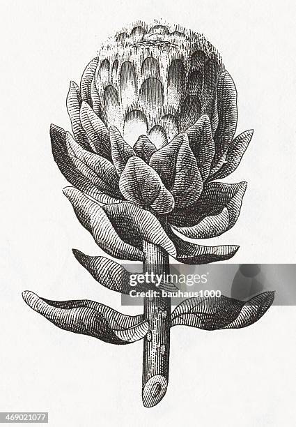 stockillustraties, clipart, cartoons en iconen met artichoke plant engraving - artisjok