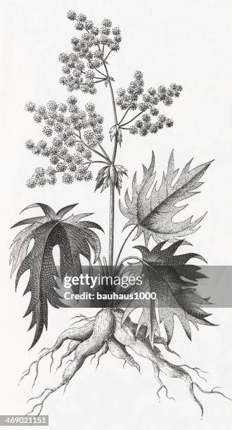 rhubarb plant engraving - rhubarb stock illustrations