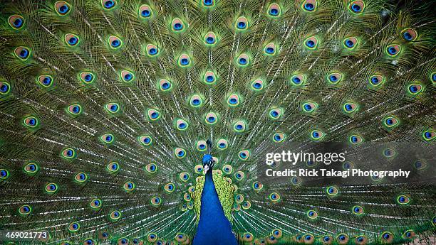 peacock - pavone foto e immagini stock