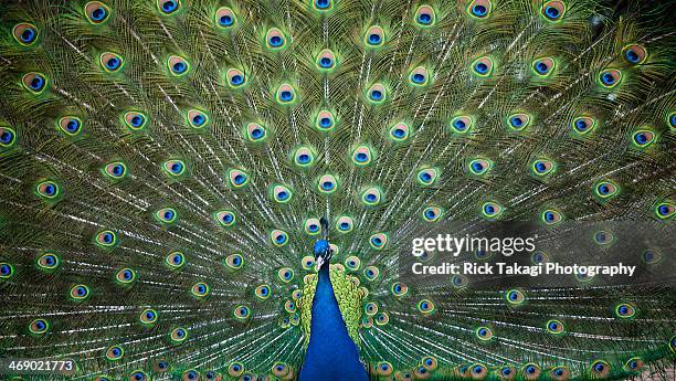 peacock - peacock stock pictures, royalty-free photos & images