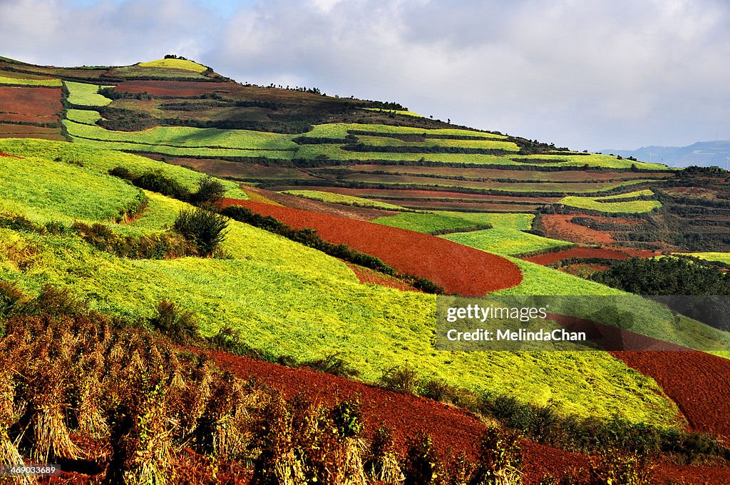 Dongchuan red earth agricultural terraces  field