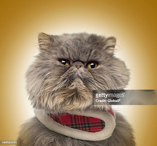 Grumpy persische Katze mit einem tartan-Gurt auf goldenem Hintergrund
