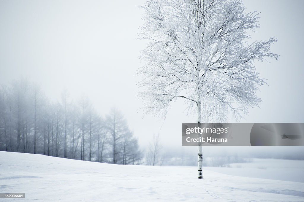 One tree