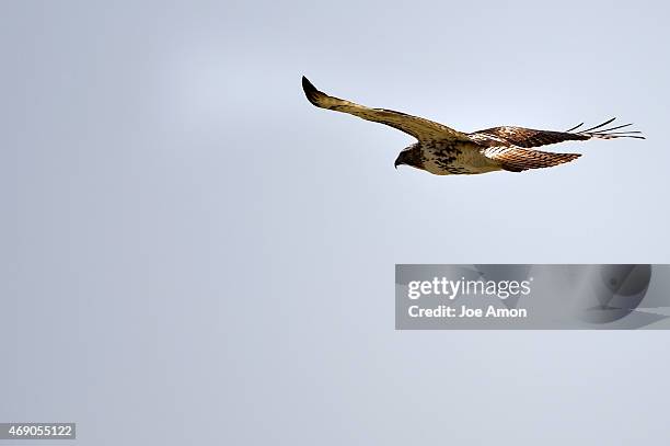Roger Rouch Immature Red Tailed Hawk Photos and Premium High Res Pictures - Getty ...