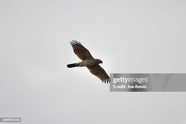 Roger Rouch Hawkridge Photos and Premium High Res Pictures - Getty Images