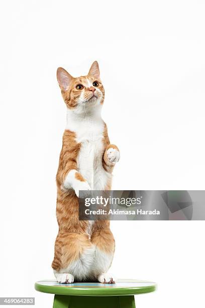 cat / stand / front - ginger cat stockfoto's en -beelden