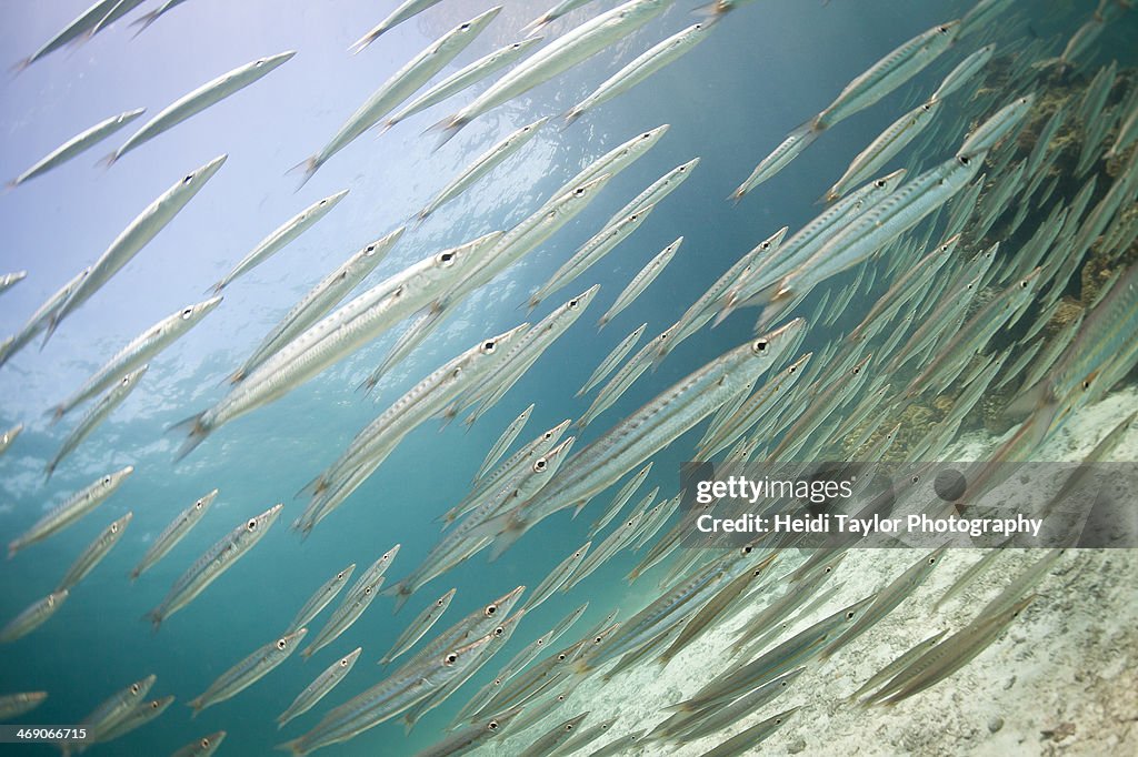 Barracuda