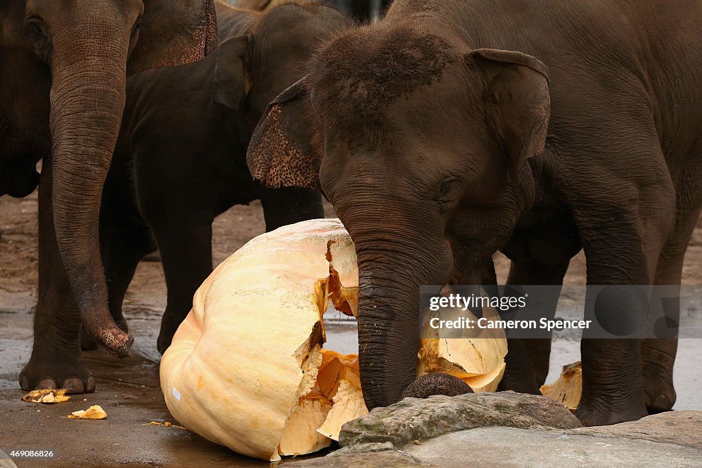 Taronga Zoo Elephants Enjoy Giant Sydney Easter Show Pumpkins