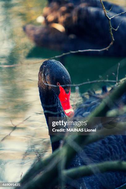 black swan head - black swans stock pictures, royalty-free photos & images