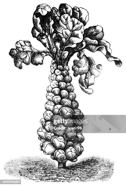 kohlrabi - cabbage isolated stock illustrations