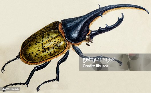 30点のヘラクレスオオカブトイラスト素材 Getty Images 30点のヘラクレスオオカブトイラスト素材 Getty Images