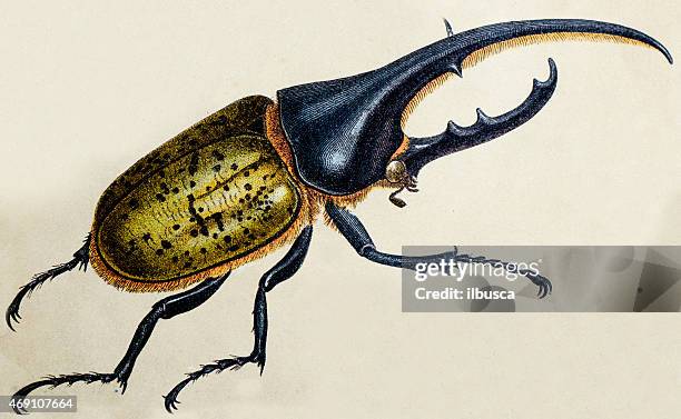 30点のヘラクレスオオカブトイラスト素材 Getty Images 30点のヘラクレスオオカブトイラスト素材 Getty Images