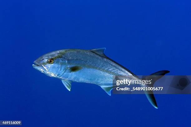 seriola - amberjack stock pictures, royalty-free photos & images