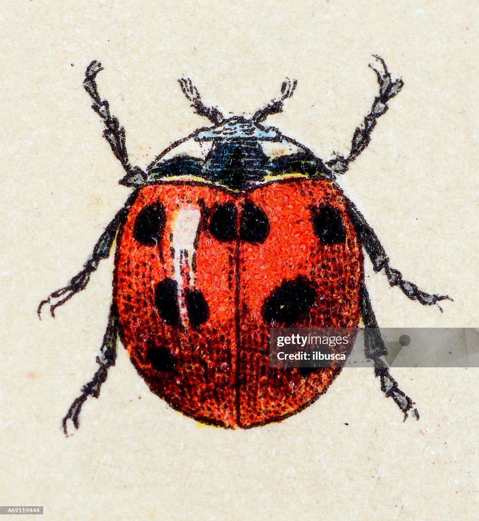 Seven Insect Sevenspot Ladybird Insect Animals Antique Illustration High-Res Vector ...