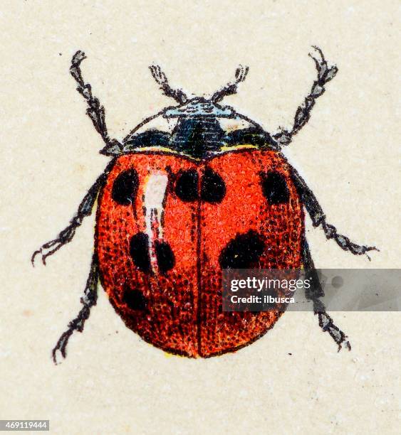 seven-spot ladybird, insect animals antique illustration - lady bird stock illustrations