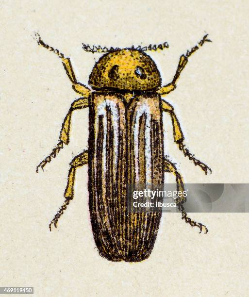lampyris noctiluca or common glow-worm, insect animals antique illustration - lampyris noctiluca stock illustrations
