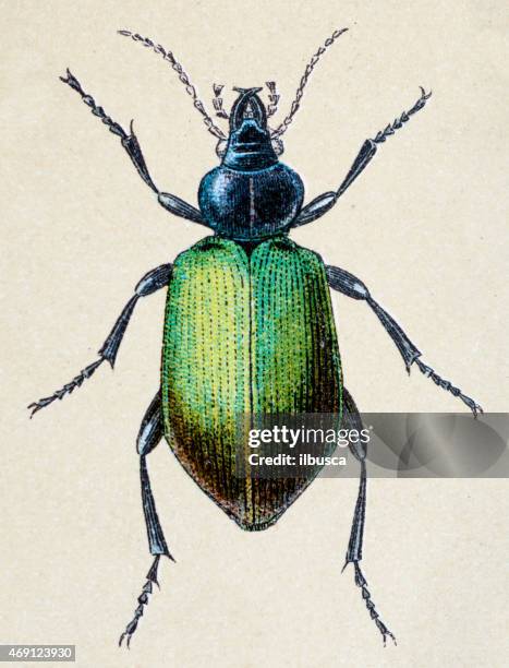 illustrazioni stock, clip art, cartoni animati e icone di tendenza di calosoma sycophanta o forest caterpillar, illustrazioni insetto animali antico - insetto
