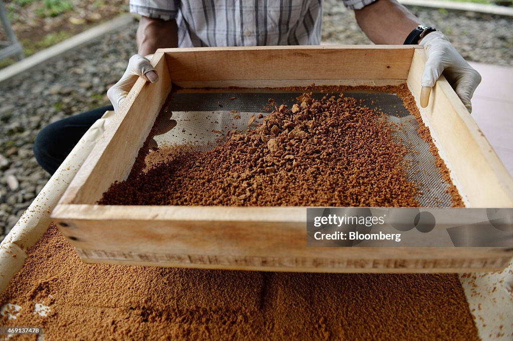 Coconut Palm Sugar Production At PT Bio Takara Factory