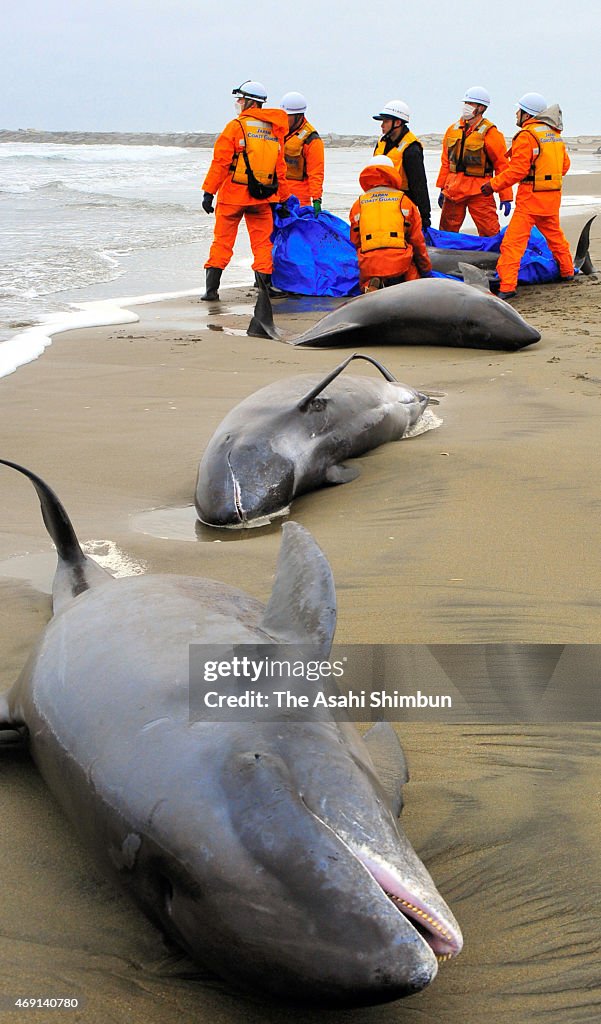 Rescuers Race to Save 150 Dolphins Washed Ashore At Ibaraki Beach