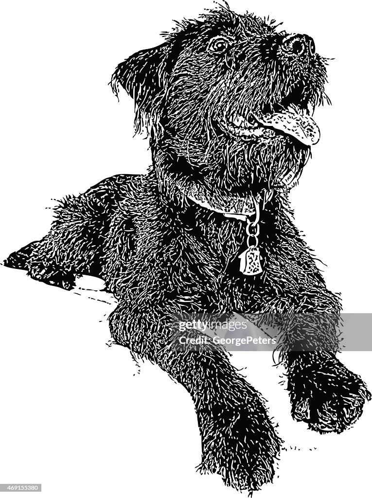 Dog. Labradoodle