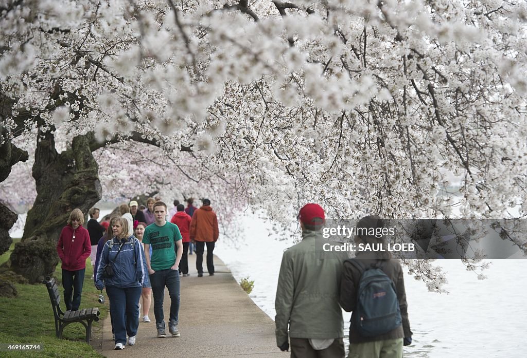 US-WEATHER-CHERRY BLOSSOMS