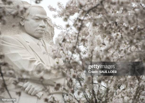 The Martin Luther King Jr. Memorial is seen around cherry trees as they blossom around the Tidal Basin on the National Mall in Washington, DC, April...