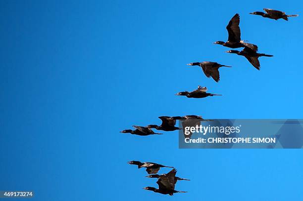 Birds migrate from south to north in the sky of Rio de Janeiro, on April 10, 2015. AFP PHOTO / CHRISTOPHE SIMON