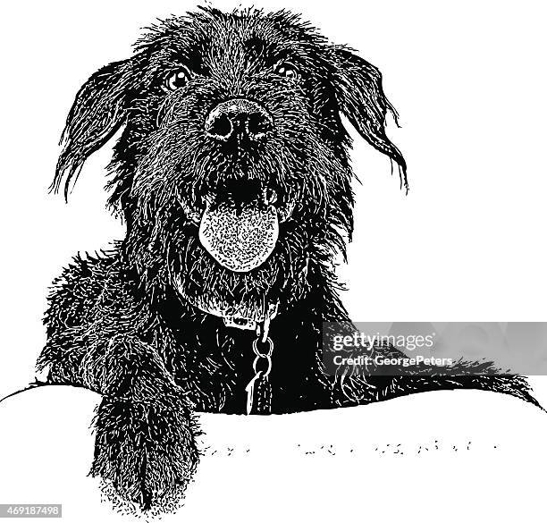 bildbanksillustrationer, clip art samt tecknat material och ikoner med dog. labradoodle - bortskämda djur