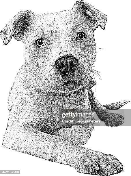ilustraciones, imágenes clip art, dibujos animados e iconos de stock de perros. pit bull - pit bull terrier