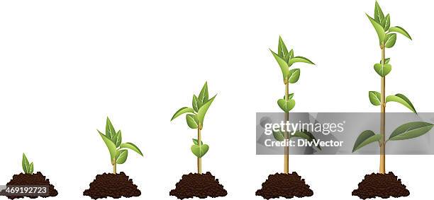 plant sequence - lebenszyklus stock-grafiken, -clipart, -cartoons und -symbole