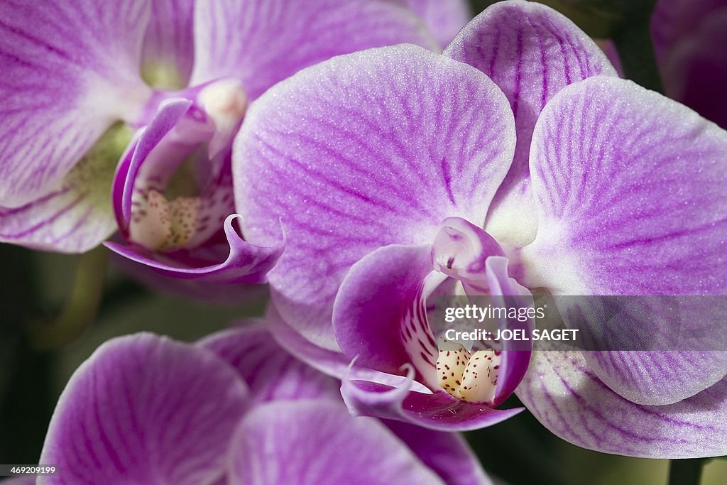 FRANCE-HORTICULTURE-ORCHID