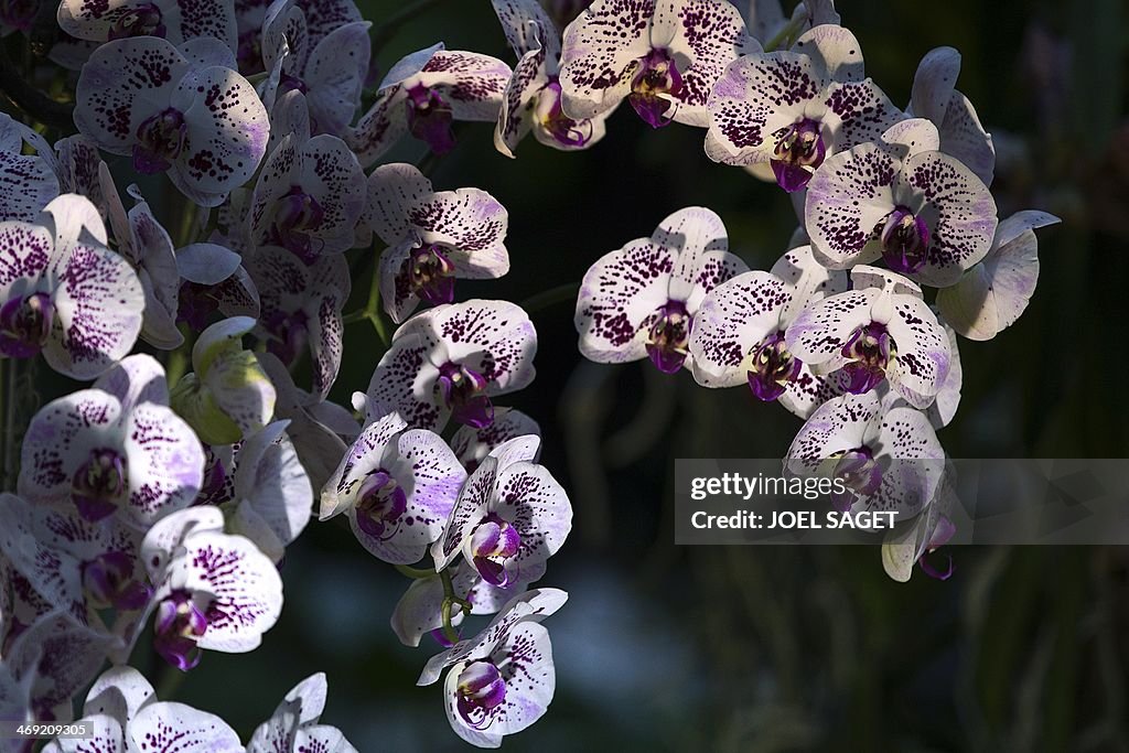 FRANCE-HORTICULTURE-ORCHID