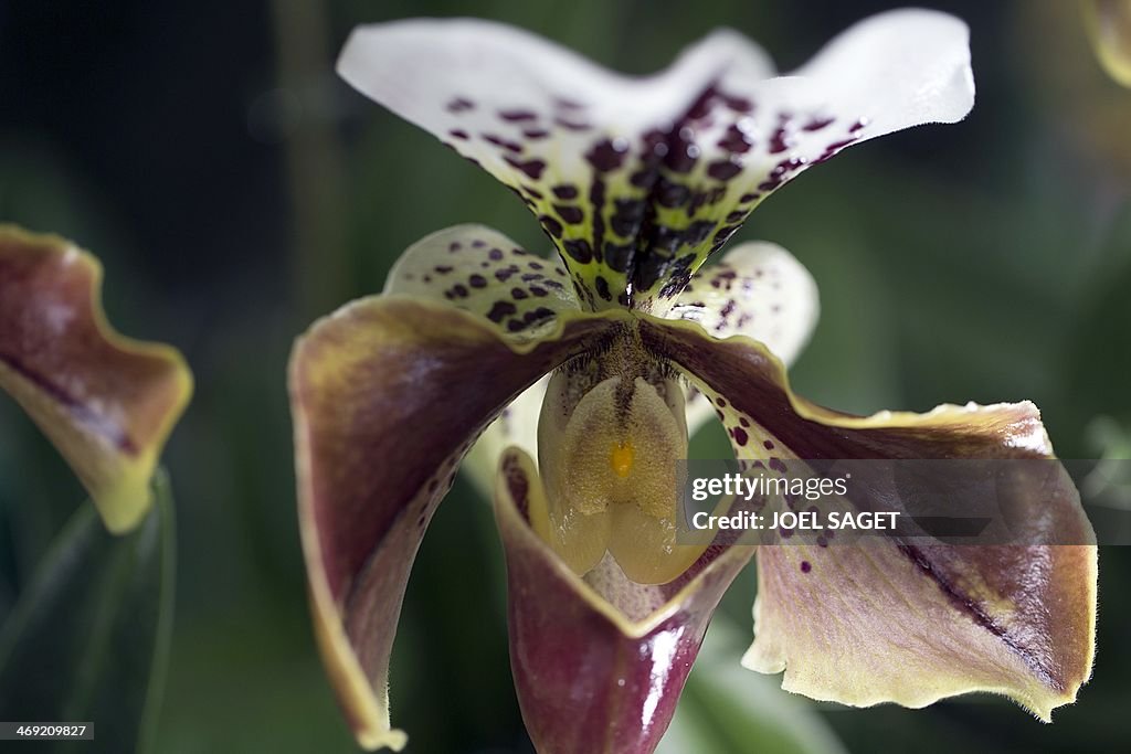 FRANCE-HORTICULTURE-ORCHID