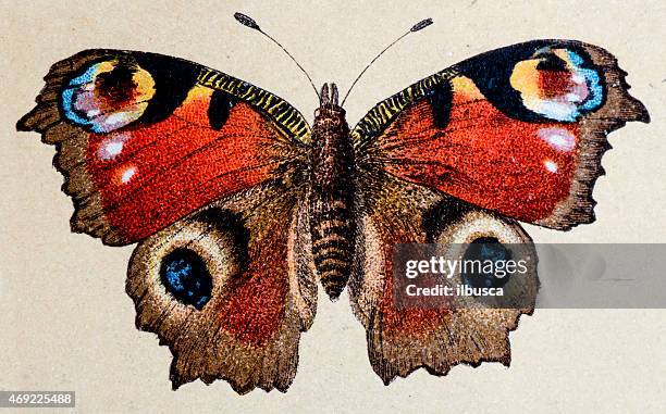 ilustrações, clipart, desenhos animados e ícones de pavão europeu (aglais io), insetos animais antigos ilustração - impressão ilustração