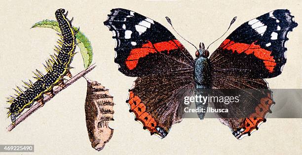 ilustraciones, imágenes clip art, dibujos animados e iconos de stock de numerada (vanessa atalanta), insecto animales antigüedades de ilustración - mariposa numerada