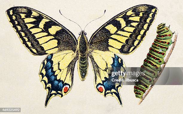 illustrations, cliparts, dessins animés et icônes de papilio vieux monde (papilio machaon), insecte animaux antiquités illustration - swallowtail butterfly