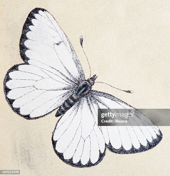 stockillustraties, clipart, cartoons en iconen met black-veined white (aporia crataegi), insect animals antique illustration - groot geaderd witje