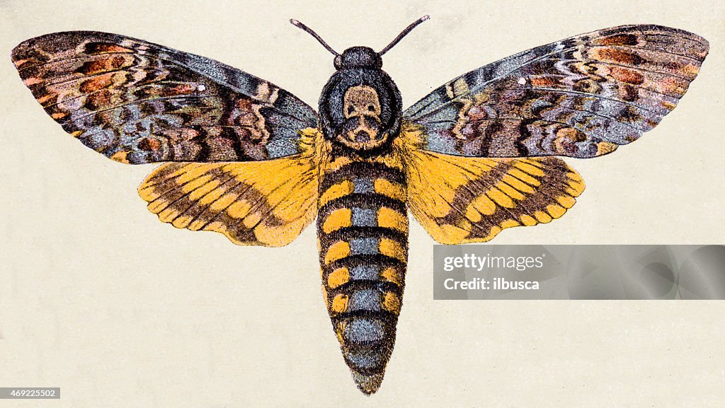 Death's-head Hawk moth (Acherontia atropos), insect animals antique illustration